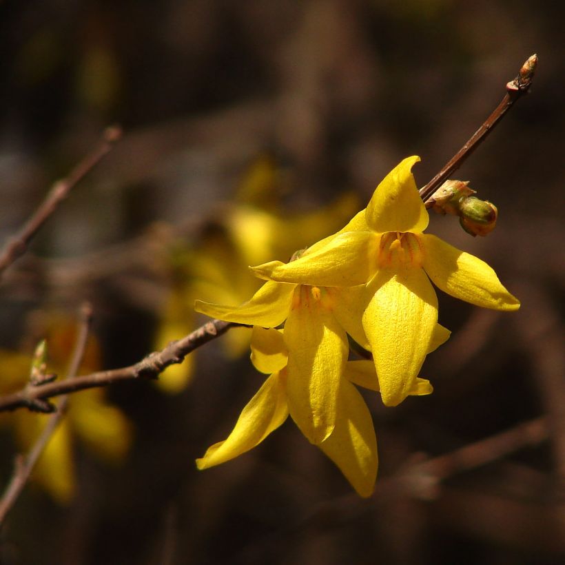 Forsythia koreana Kumsun - Chinees klokje (Bloei)