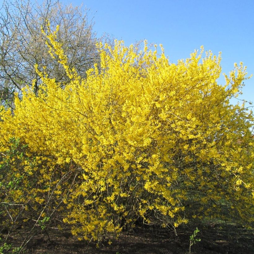 Forsythia Gold Rausch - Chinees klokje (Groeiplaats)