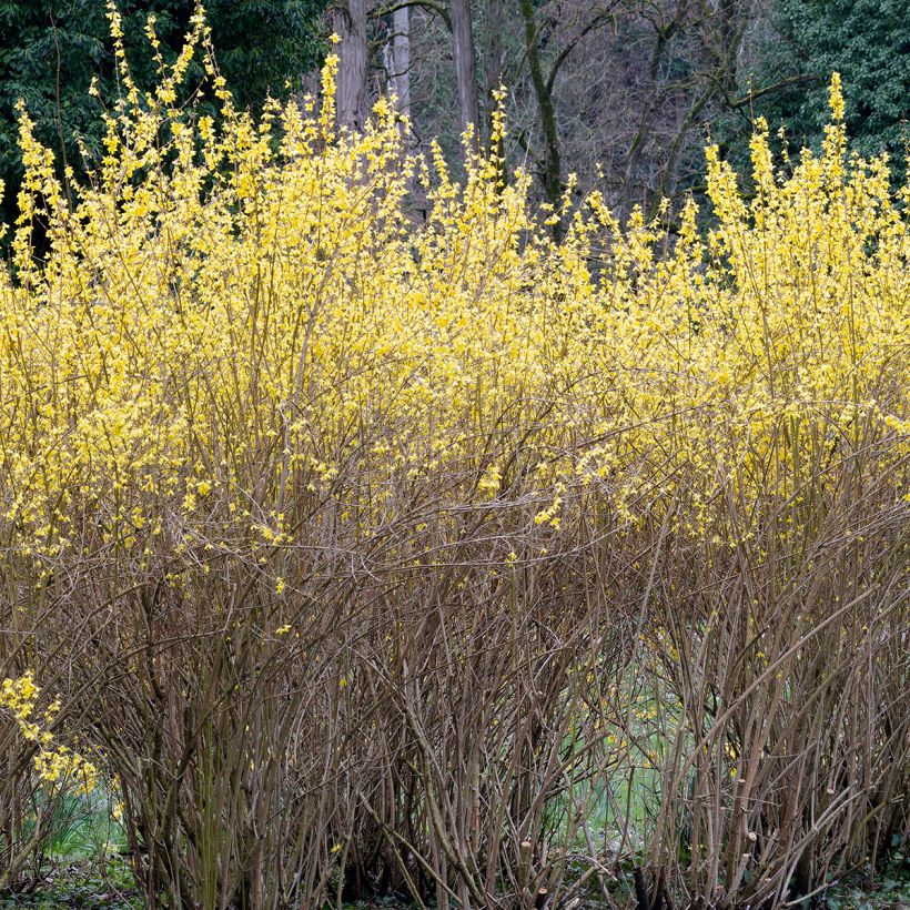 Forsythia intermedia Lynwood - Chinees klokje (Groeiplaats)
