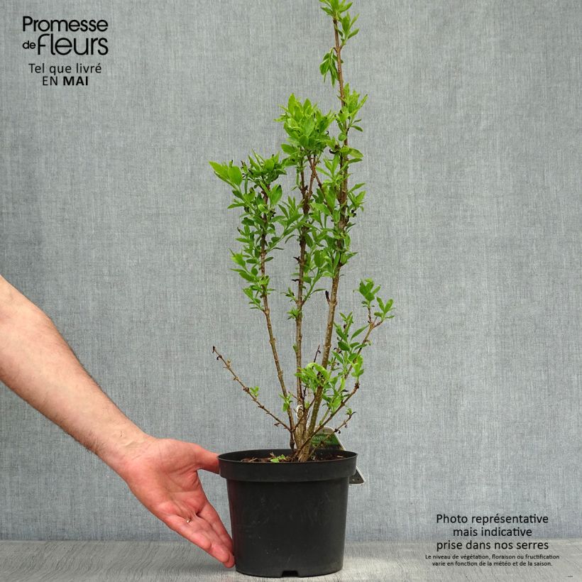 Example of Forsythia intermedia Minigold - Chinees klokje Pot van 2 l/3 l as you get in printemps