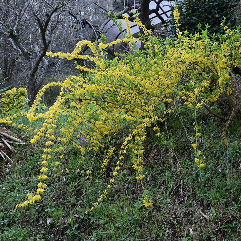 Forsythia suspensa Aurea - Hangend Chinees klokje (Groeiplaats)