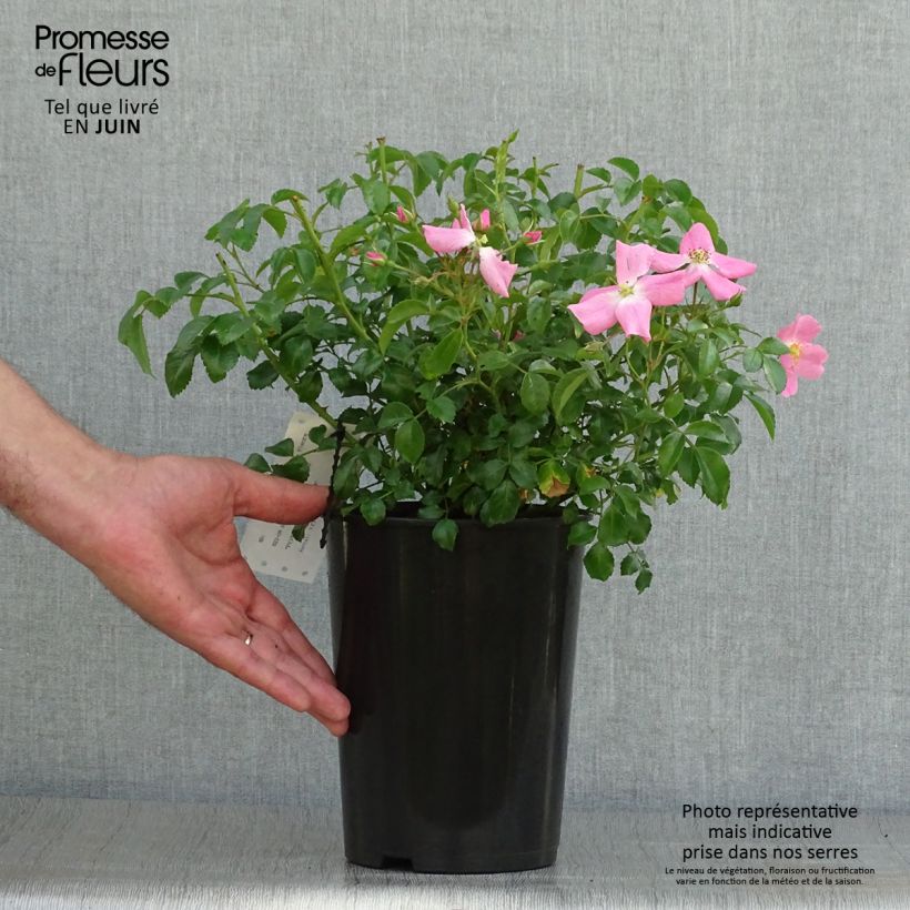 Exemplaar van Rosa Fortuna - Trosroos Pot van 2 l/3 l zoals geleverd in de zomer