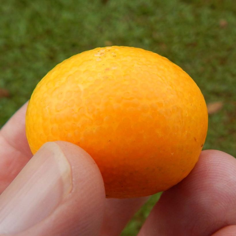 Marumi kumquat (Oogst)