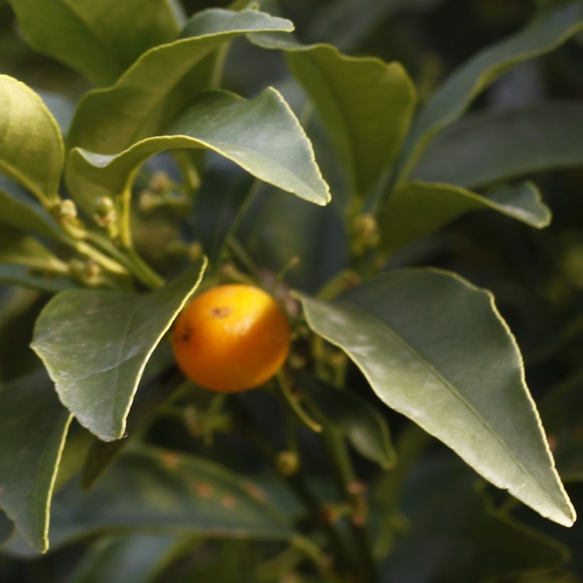 Fortunella margarita - Kumquat (Blad)