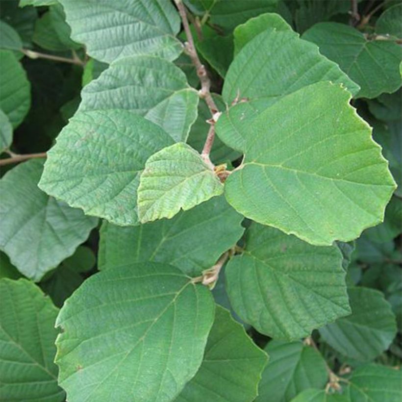 Fothergilla gardenii - Lampenpoetsersstruik (Blad)