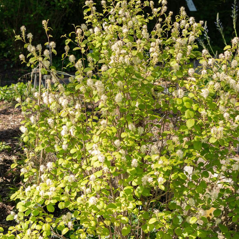 Fothergilla gardenii - Lampenpoetsersstruik (Groeiplaats)