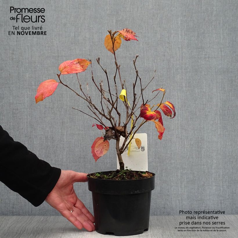 Exemplaar van Fothergilla intermedia Blue Shadow - Lampenpoetsersstruik Pot van 3 l/4 l zoals geleverd in de herfst