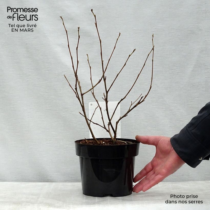 Example of Fothergilla major - Lampenpoetsersstruik Pot van 3 l/4 l as you get in printemps