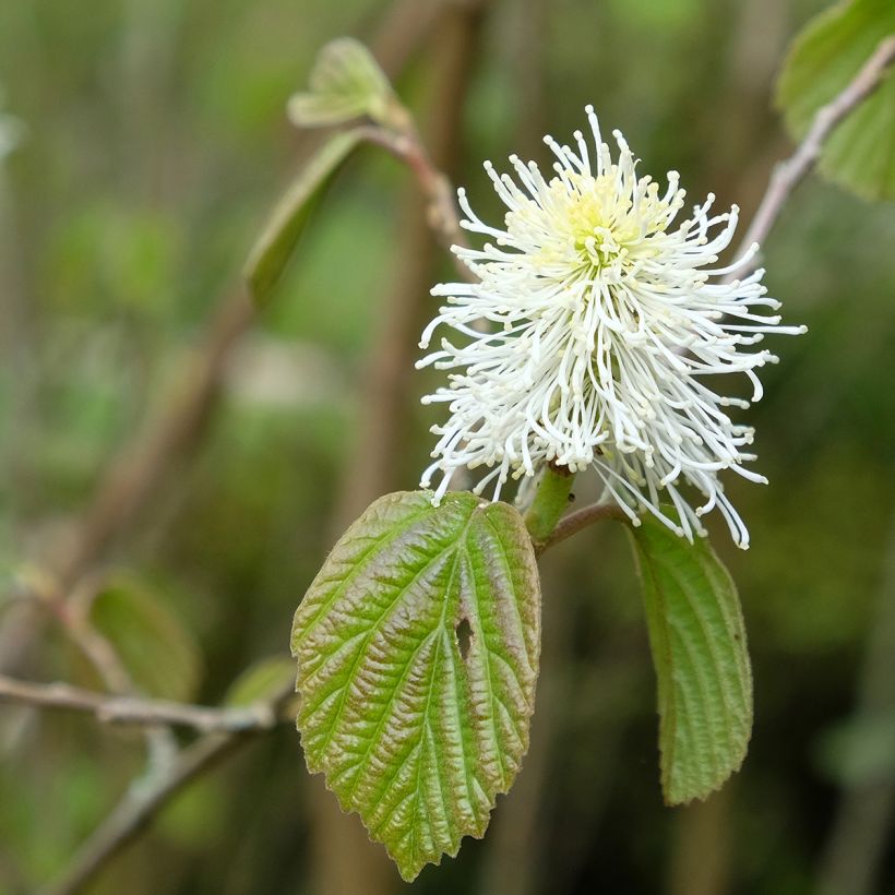 Fothergilla major - Lampenpoetsersstruik (Flowering)