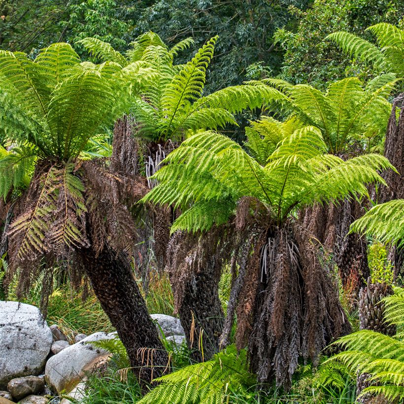 Dicksonia antarctica - Tasmaanse boomvaren (Groeiplaats)