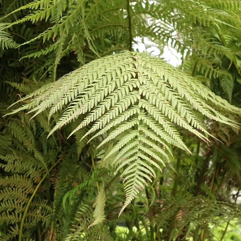 Dicksonia antarctica - Tasmaanse boomvaren (Blad)