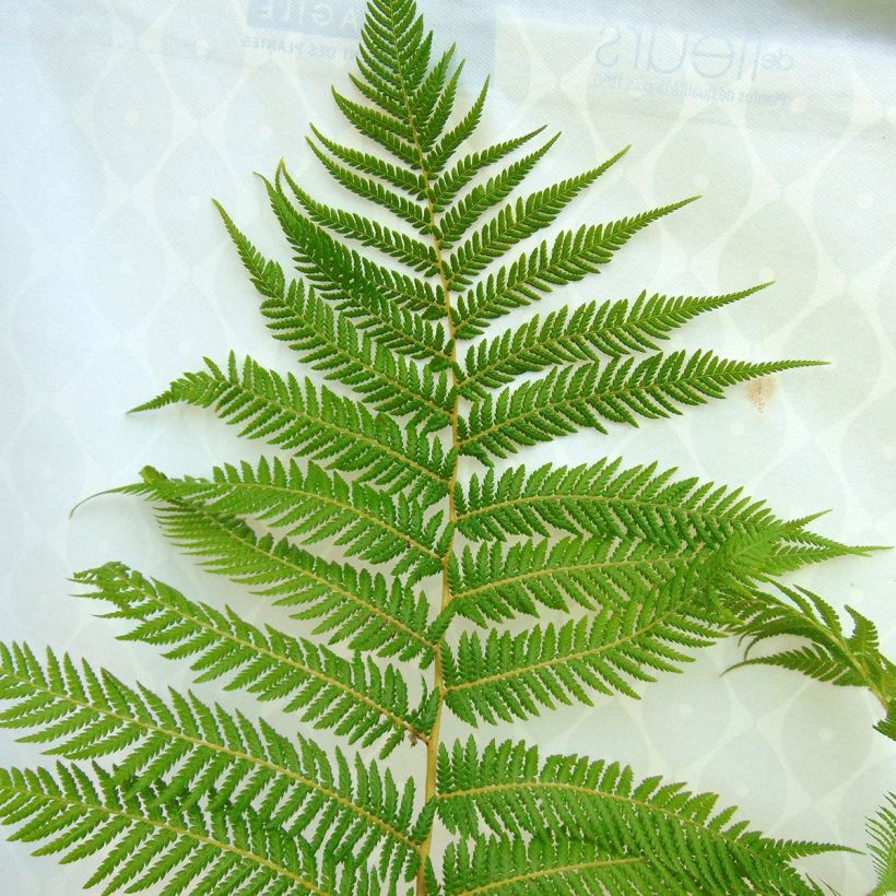 Dicksonia antarctica - Tasmaanse boomvaren (Foliage)