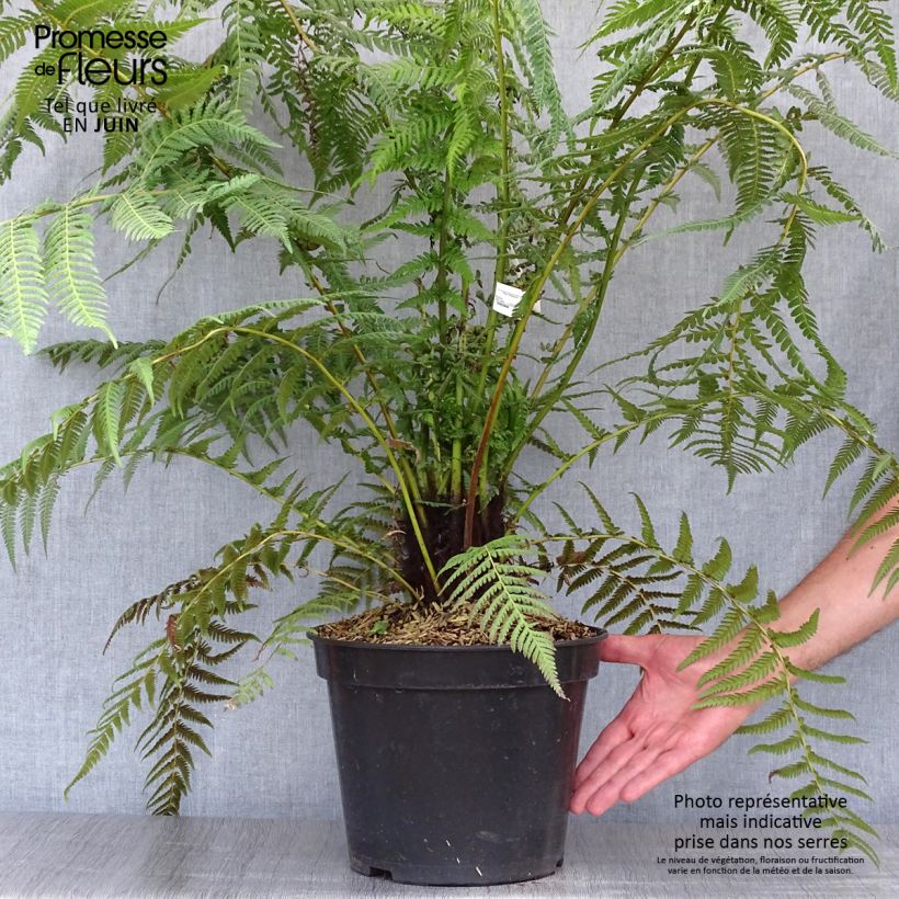 Exemplaar van Dicksonia antarctica - Tasmaanse boomvaren Pot van 4 l/5 l, Hoogstam zoals geleverd in de zomer
