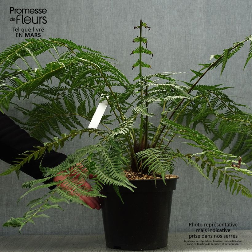 Example of Dicksonia antarctica - Tasmaanse boomvaren Pot van 4 l/5 l, Hoogstam as you get in printemps