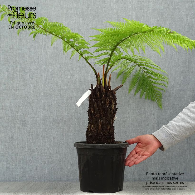 Exemplaar van Dicksonia antarctica - Tasmaanse boomvaren Pot van 4 l/5 l, Hoogstam zoals geleverd in de zomer