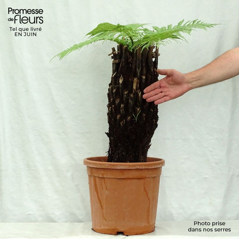 Exemplaar van Dicksonia antarctica - Tasmaanse boomvaren Pot van 18 l/20 l, Hoogstam zoals geleverd in de zomer
