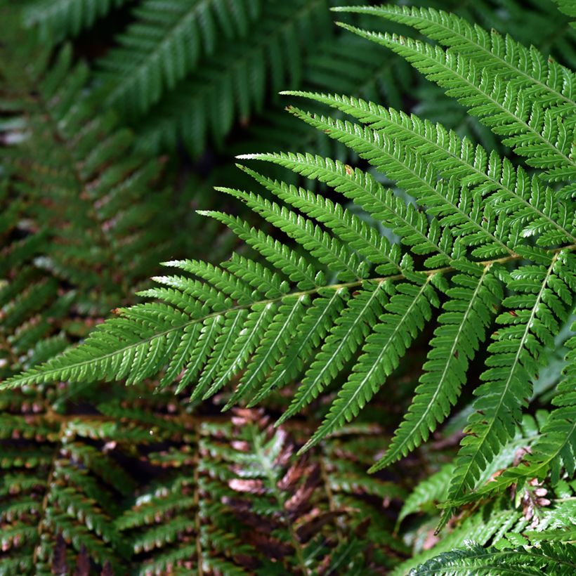 Dicksonia fibrosa - Gouden boomvaren (Blad)