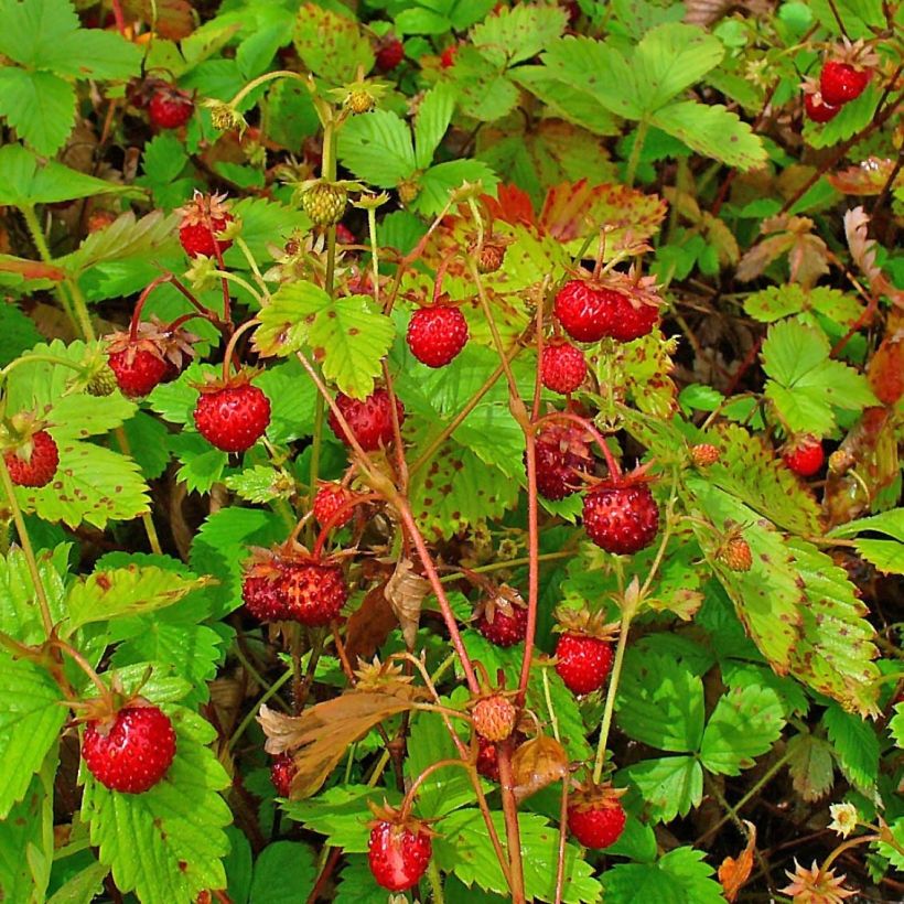 Fragaria vesca - Bosaardbei (Harvest)