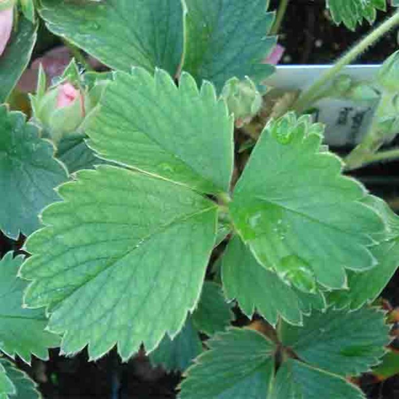 Fragaria Pink Panda - Aardbei (Foliage)