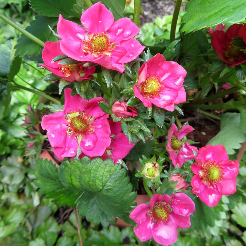 Fragaria Strawberry Ice - Tuinaardbei (Bloei)