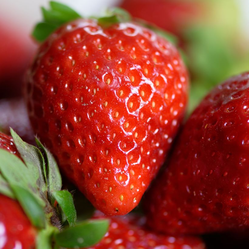 Aardbei Charlotte BIO (doordragend) (Oogst)