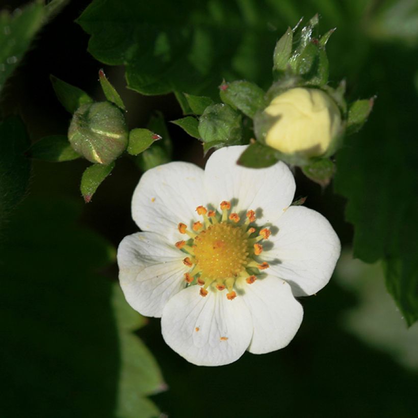 Fragaria nubicola Mont Omei - Abrikozenaardbei (Bloei)
