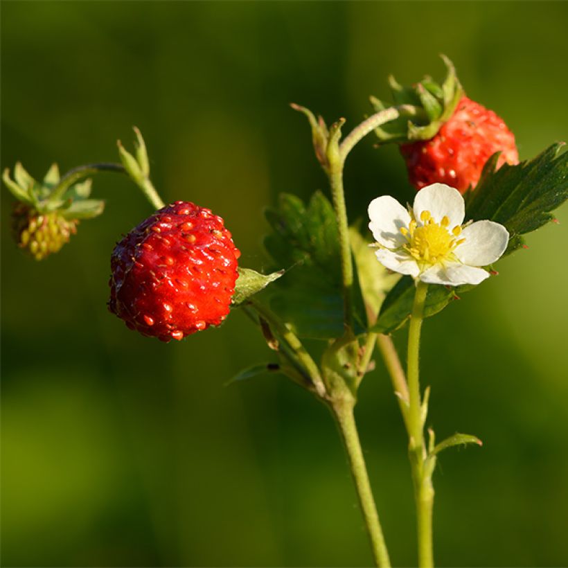 Fragaria nubicola Mont Omei - Abrikozenaardbei (Oogst)