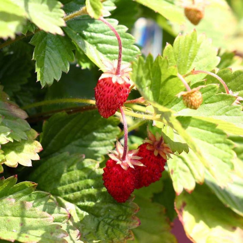 Fragaria vesca Alexandria - Bosaardbei (Harvest)