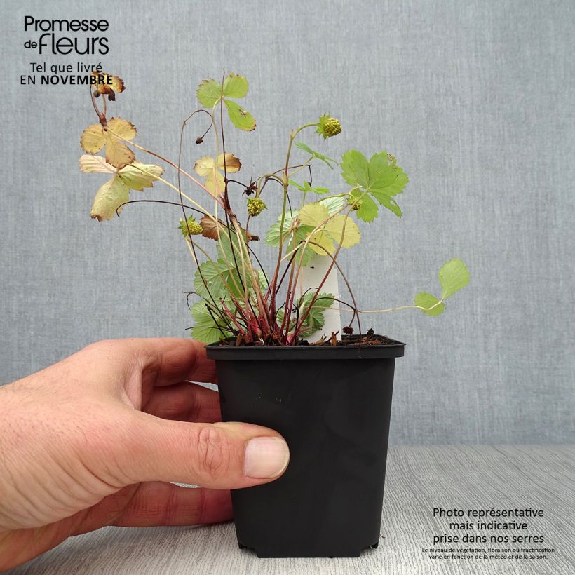 Exemplaar van Fragaria vesca Alexandria - Bosaardbei Kweekpotje van 8/9 cm zoals geleverd in de herfst
