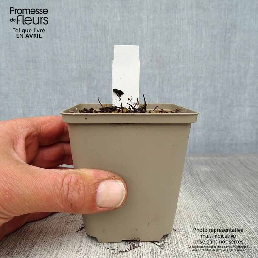 Example of Fragaria vesca Alexandria - Bosaardbei Kweekpotje van 8/9 cm as you get in printemps