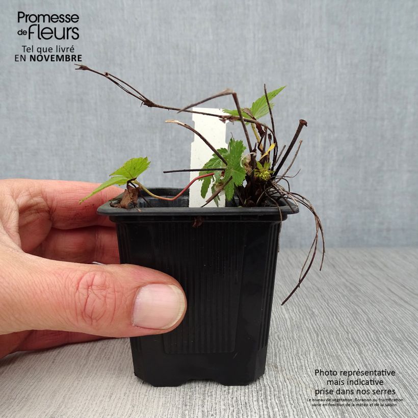 Exemplaar van Fragaria vesca - Bosaardbei Kweekpotje van 8/9 cm zoals geleverd in de herfst