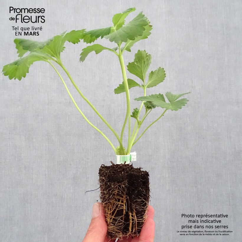 Example of Aardbei Anaïs BIO (doordragend) Wortelkluit van 5 cm x 7 cm as you get in printemps