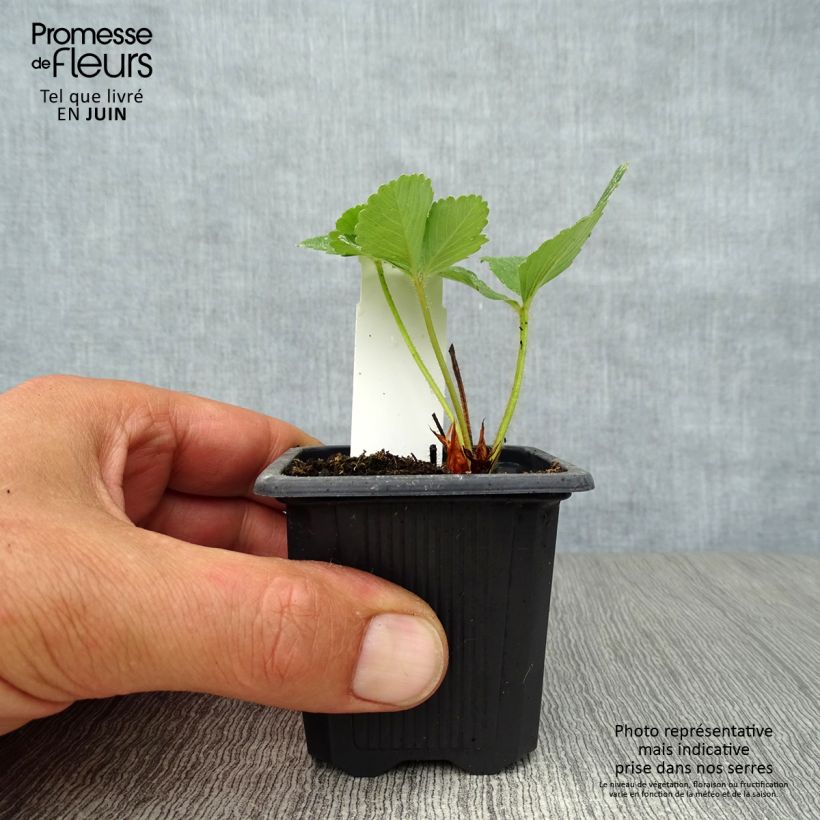 Exemplaar van Aardbei Anaïs (jonge planten in 7 cm kweekpotjes) Kweekpotje van 7/8 cm zoals geleverd in de zomer