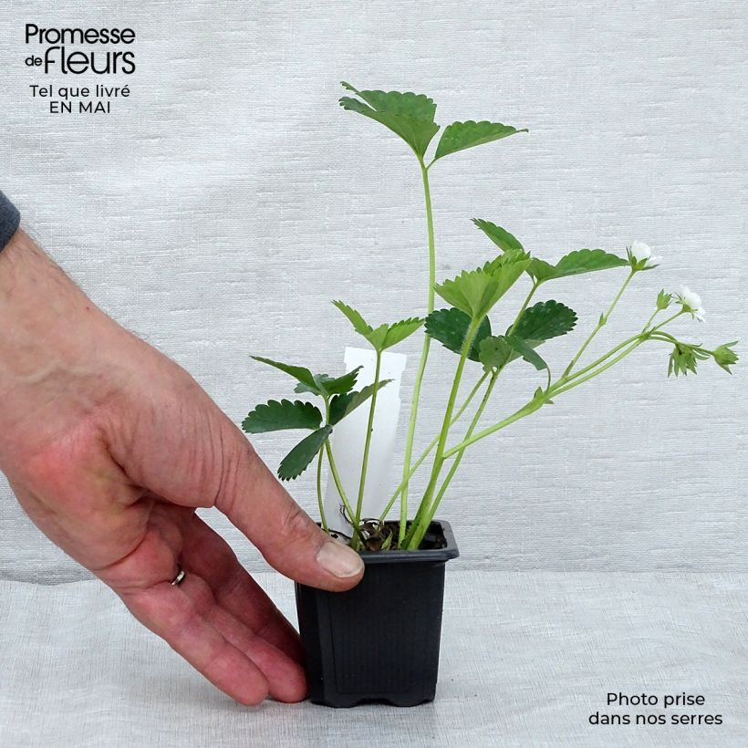 Example of Aardbei Anaïs (jonge planten in 7 cm kweekpotjes) Kweekpotje van 7/8 cm as you get in printemps