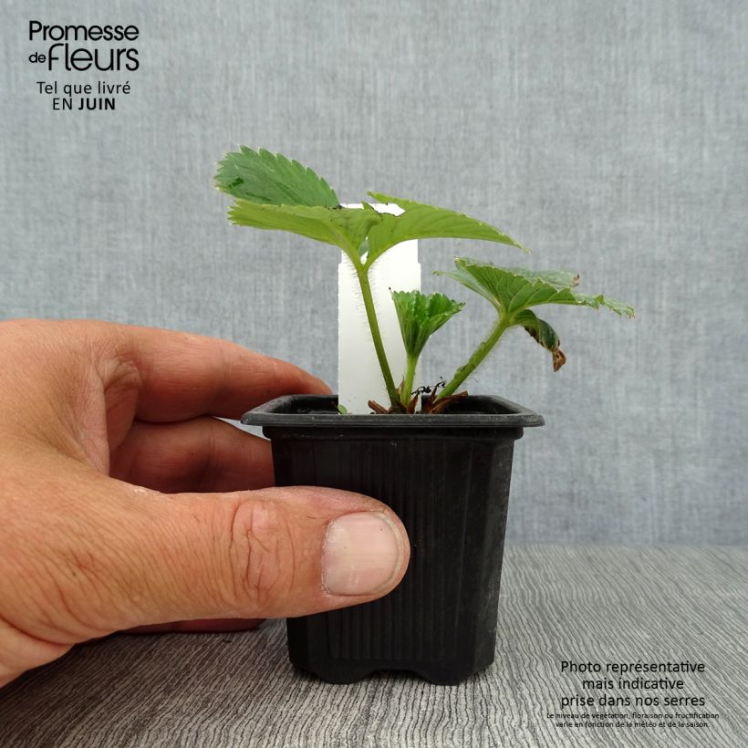 Exemplaar van Aardbei Charlotte (doordragend) Kweekpotje van 7/8 cm zoals geleverd in de zomer