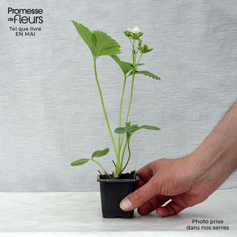 Exemplaar van Aardbei Charlotte (doordragend) Kweekpotje van 7/8 cm zoals geleverd in de lente