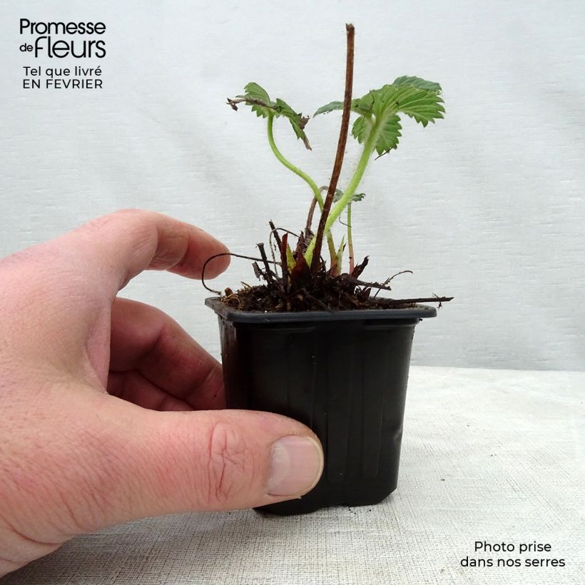 Exemplaar van Aardbei Cherry Berry Kweekpotje van 7/8 cm zoals geleverd in de winter