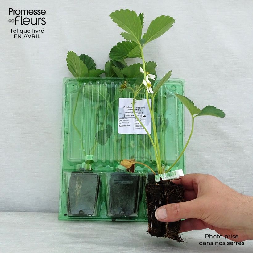 Exemplaar van Aardbei Ciflorette BIO Wortelkluit van 5 cm x 7 cm zoals geleverd in de lente