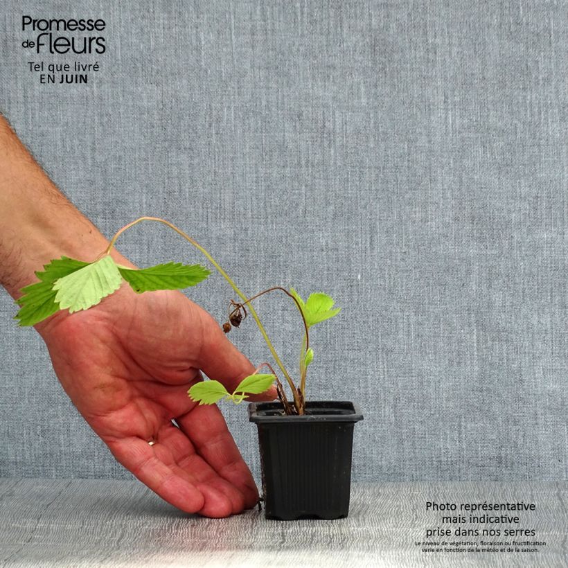Exemplaar van Aardbei Ciflorette Kweekpotje van 7/8 cm zoals geleverd in de zomer