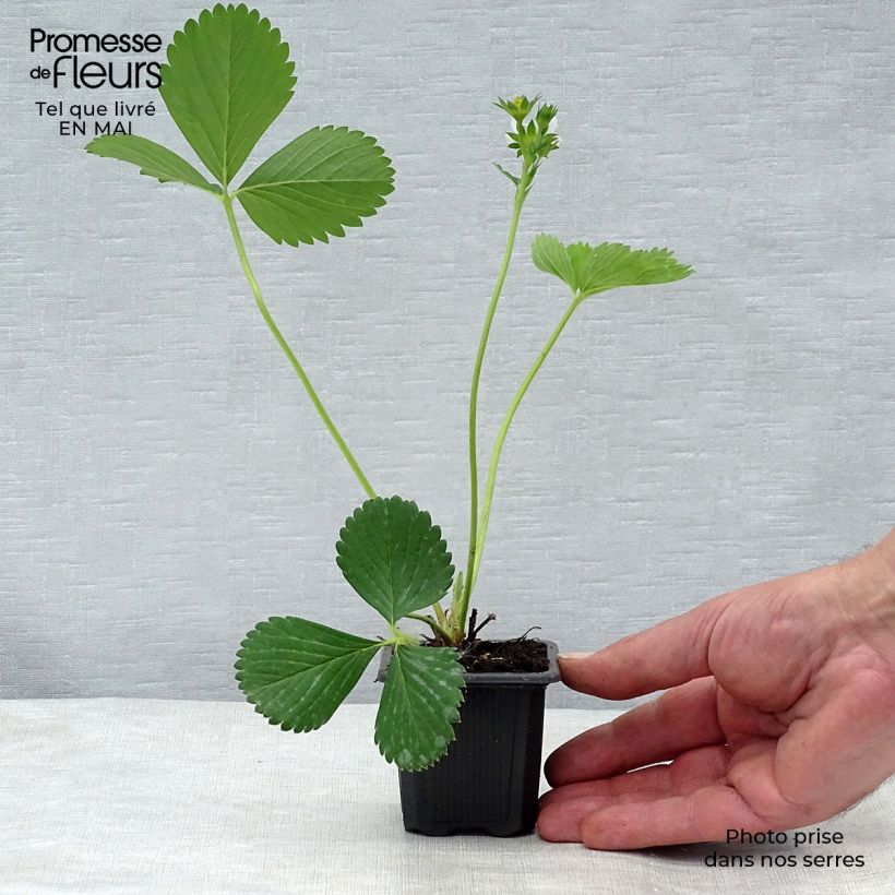 Exemplaar van Aardbei Ciflorette Kweekpotje van 7/8 cm zoals geleverd in de lente