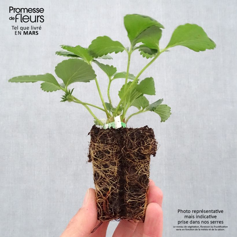 Example of Aardbei Cijosée BIO (doordragend) Wortelkluit van 5 cm x 7 cm as you get in printemps