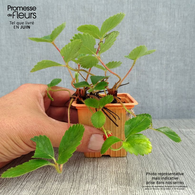 Exemplaar van Aardbei Cirafine (doordragend) Kweekpotje van 7/8 cm zoals geleverd in de zomer