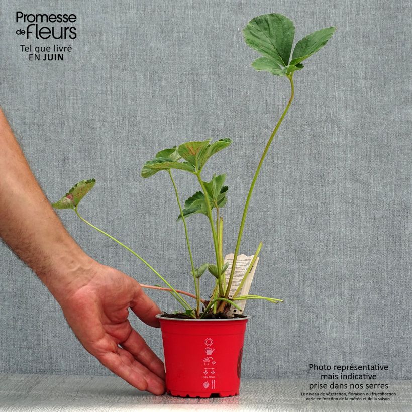 Exemplaar van Aardbei Framberry Pot van 12 cm / 13 cm zoals geleverd in de zomer