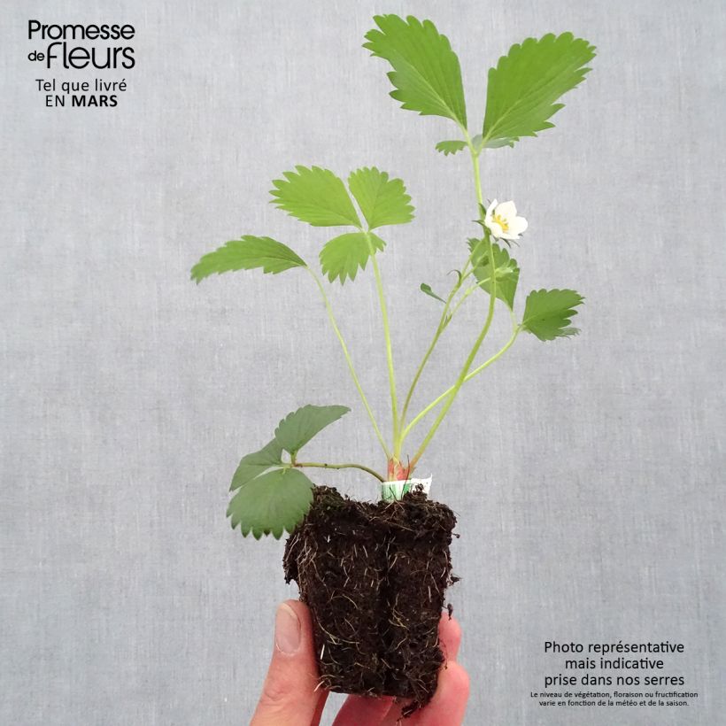 Exemplaar van Aardbei Gariguette BIO Wortelkluit van 5 cm x 7 cm zoals geleverd in de lente