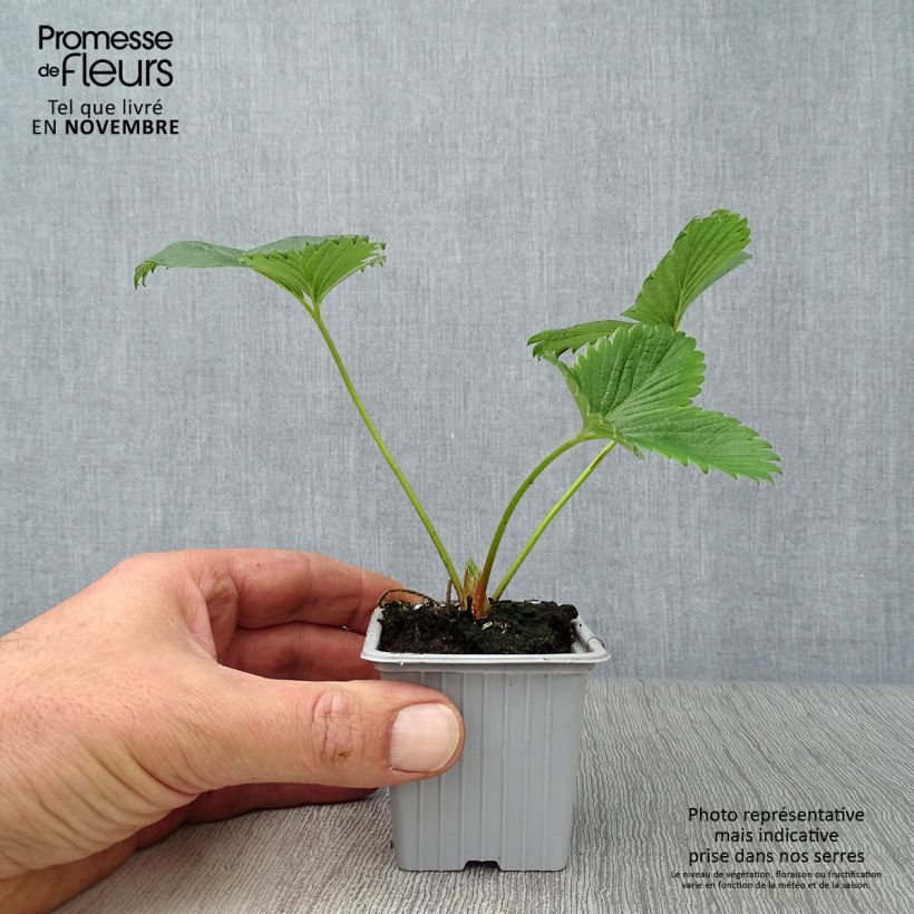 Exemplaar van Aardbei Gariguette Kweekpotje van 7/8 cm zoals geleverd in de herfst