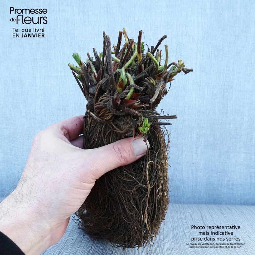 Example of Aardbei Magnum Marionnet 97 Naakte wortel as you get in hiver