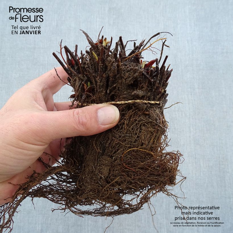 Exemplaar van Aardbei Manille Naakte wortel zoals geleverd in de winter