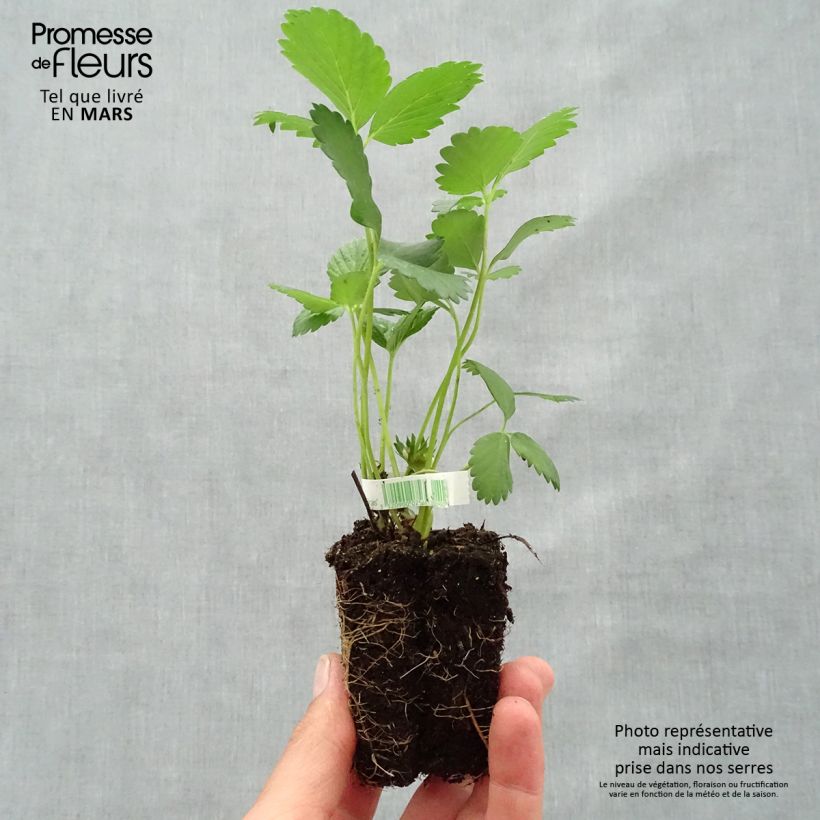 Exemplaar van Aardbei Mara des Bois BIO (doordragend) Wortelkluit van 5 cm x 7 cm zoals geleverd in de lente