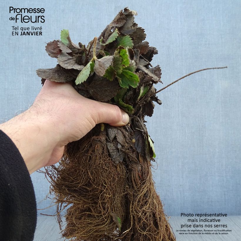 Exemplaar van Aardbei Mariguette BIO (doordragend - jonge planten) Naakte wortel zoals geleverd in de winter