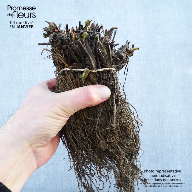 Exemplaar van Aardbei Gigantella Maxim Naakte wortel zoals geleverd in de winter